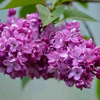 Сирень   Сирень  в Подольске