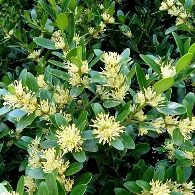 Самшит  Самшит в Подольске