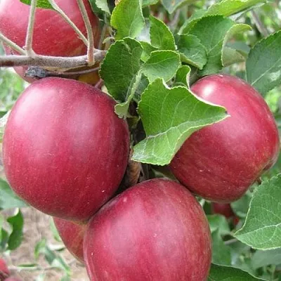 Яблоня МОСКОВСКОЕ ОЖЕРЕЛЬЕ колонновидная  Яблони Московское Ожерелье колонновидная в Подольске