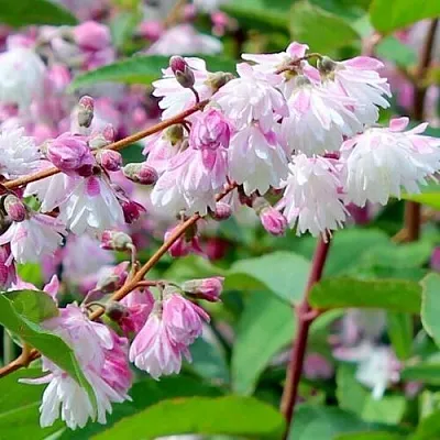 Дейция  Дейция в Подольске