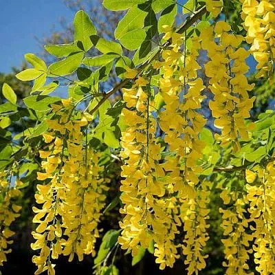 Бобовник  Бобовник в Подольске