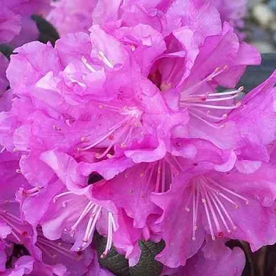 Рододендрон П.Ж.М. ЭЛИТ  Рододендрон П.Ж.М. ЭЛИТ в Подольске