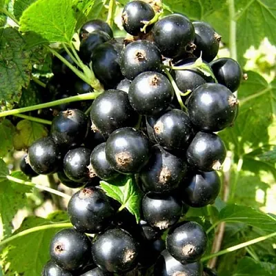 Смородина черная ГАРМОНИЯ в Подольске