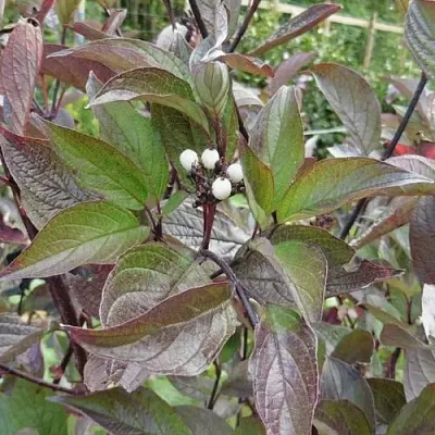 Дерен КЕССЕЛЬРИНГИ в Подольске