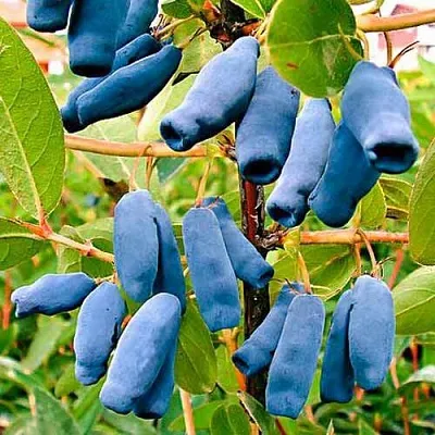 Жимолость съедобная НИМФА (ГАММА) в Подольске