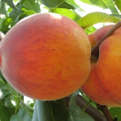 Персик СОЧНЫЙ — описание сорта Персик СОЧНЫЙ в Подольске