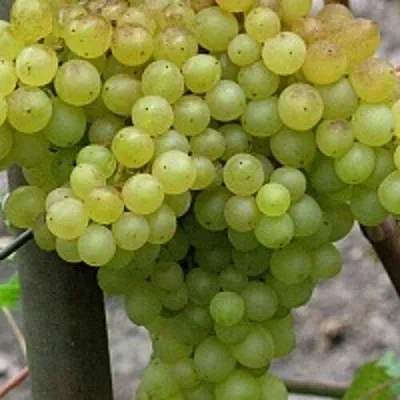 Виноград КИШМИШ 342  Виноград КИШМИШ 342 в Подольске