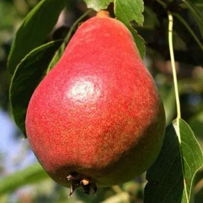 Груша НАРЯДНАЯ ЕФИМОВА  Груша НАРЯДНАЯ ЕФИМОВА в Подольске