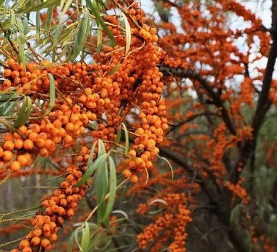 Облепиха СЕРАФИМА  Облепиха СЕРАФИМА в Подольске