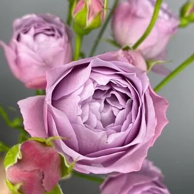 Саженцы роз ЛАВЕНДЕР БАБЛС спрей  Саженцы роз ЛАВЕНДЕР БАБЛС спрей в Подольске