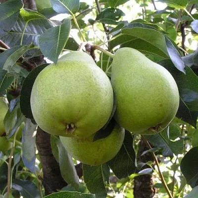 Груша МАСЛЯНИСТАЯ ЛЕТНЯЯ  Груша МАСЛЯНИСТАЯ ЛЕТНЯЯ в Подольске