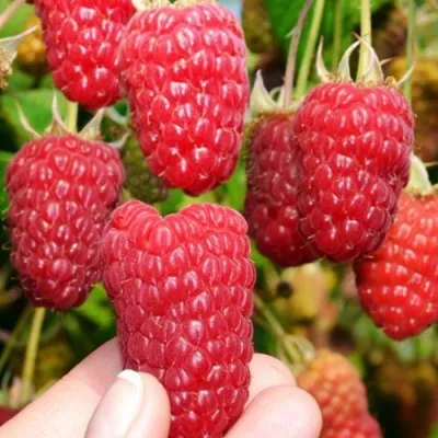 Малина МОСКОВСКИЙ ВЕЛИКАН в Подольске