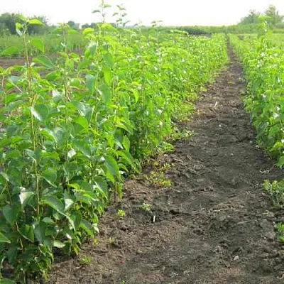 Подвой черешни ДИКАЯ ЧЕРЕШНЯ  Подвой черешни ДИКАЯ ЧЕРЕШНЯ в Подольске