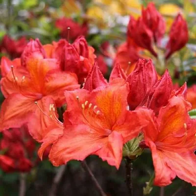 Азалия ЛИЛИНШТЕЙН японская  Азалия ЛИЛИНШТЕЙН японская в Подольске