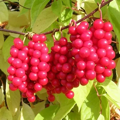 Лимонник в Подольске