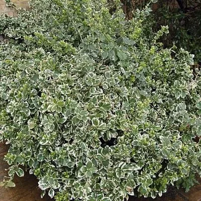 Бересклет ЭМЕРАЛЬД ГАИТИ форчуна  Бересклет ЭМЕРАЛЬД ГАИТИ форчуна в Подольске