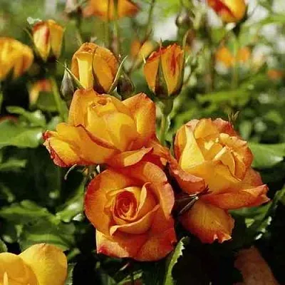 Саженцы роз САХАРА плетистая  Саженцы роз САХАРА плетистая в Подольске