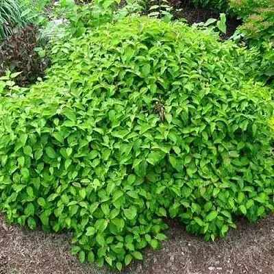 Дерен КЕЛСЕИ шелковистый   Дерен КЕЛСЕИ шелковистый  в Подольске