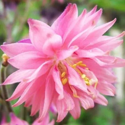 Аквилегия БАРЛОУ ПИНК гибрид МакКаны — описание сорта Аквилегия БАРЛОУ ПИНК гибрид МакКаны в Подольске