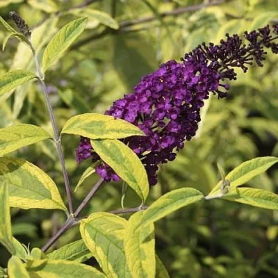 Буддлея давида САНТАНА   Буддлея давида САНТАНА  в Подольске