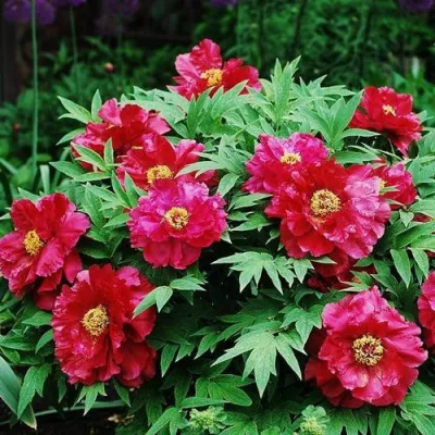 Пион КРАСНЫЙ ЛОТОС древовидный в Подольске