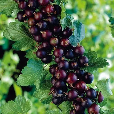 Йошта в Подольске