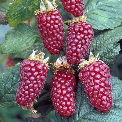 Ежемалина ТАЙБЕРРИ  Ежемалина ТАЙБЕРРИ в Подольске