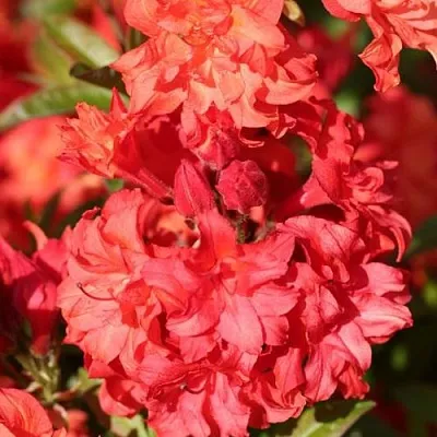 Азалия ФОЙЕРКОПФЕН крупноцветковая  Азалия ФОЙЕРКОПФЕН крупноцветковая в Подольске