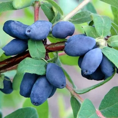 Жимолость съедобная ХОНЕЙ БИ в Подольске