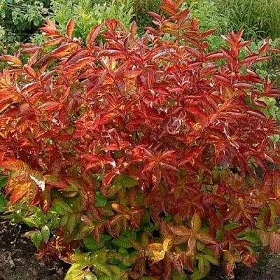 Вейгела ОГНЕННЫЕ КРЫЛЬЯ  Вейгела ОГНЕННЫЕ КРЫЛЬЯ в Подольске