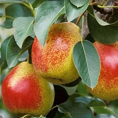 Груша ГОРНАЯ КРАСАВИЦА  Груша ГОРНАЯ КРАСАВИЦА в Подольске