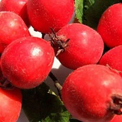 Боярышник КРУПНОПЛОДНЫЙ  Боярышник КРУПНОПЛОДНЫЙ в Подольске