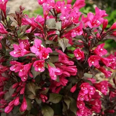 Вейгела БЛЭК РУБИ  Вейгела БЛЭК РУБИ в Подольске