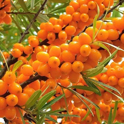 Облепиха в Подольске