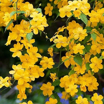 Керрия  Керрия в Подольске