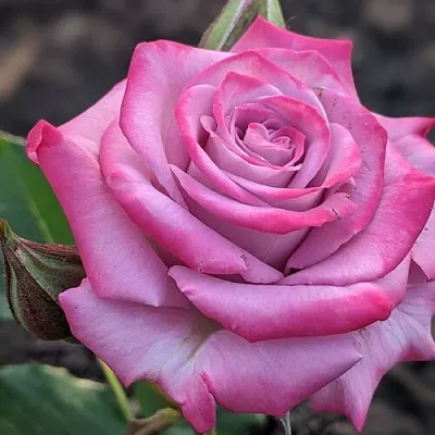 Саженцы роз ОКЕАН МИКАДО спрей  Саженцы роз ОКЕАН МИКАДО спрей в Подольске