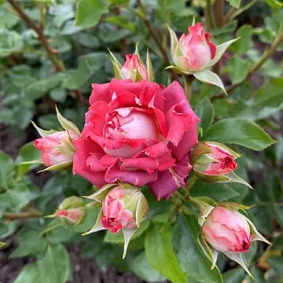 Саженцы роз ТИРАМИСУ спрей  Саженцы роз ТИРАМИСУ спрей в Подольске