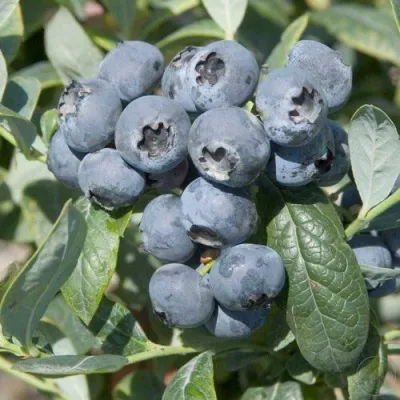 Голубика БРИГИТТА — описание сорта Голубика БРИГИТТА в Подольске