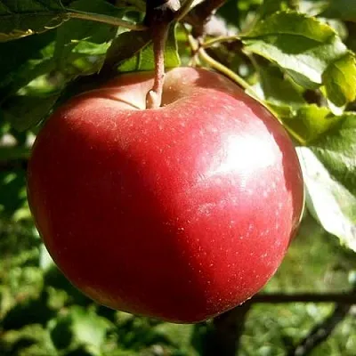 Яблоня НАСТЕНЬКА  Яблоня НАСТЕНЬКА в Подольске