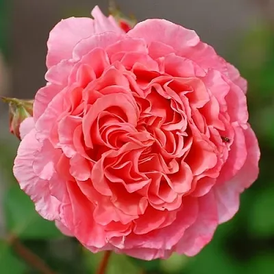 Саженцы роз ЛОРАН КАБРОЛЬ шраб  Саженцы роз ЛОРАН КАБРОЛЬ шраб в Подольске