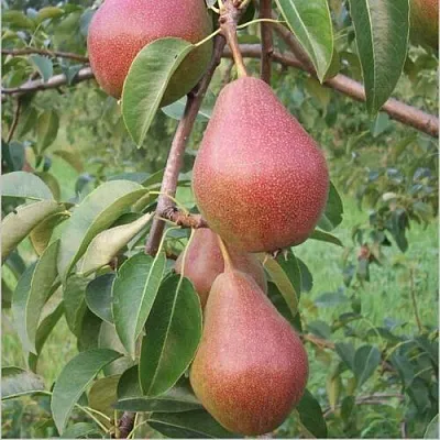 Груша РУМЯНАЯ КЕДРИНА  Груша РУМЯНАЯ КЕДРИНА в Подольске