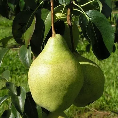 Груша МИНСКАЯ колонновидная  Груша МИНСКАЯ колонновидная в Подольске