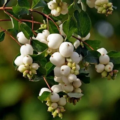 Снежноягодник  Снежноягодник в Подольске