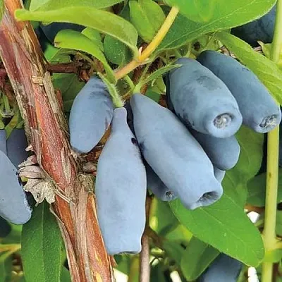 Жимолость съедобная ВОСТОРГ в Подольске