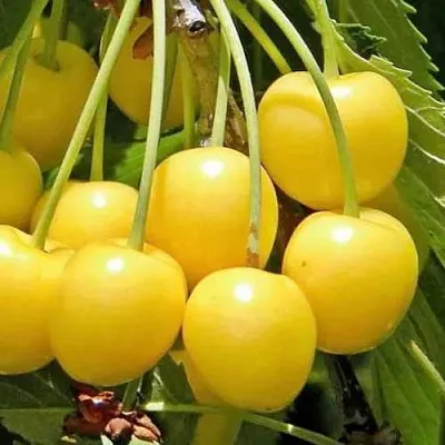 Черешня РОССОШАНСКАЯ ЗОЛОТАЯ  Черешня РОССОШАНСКАЯ ЗОЛОТАЯ в Подольске