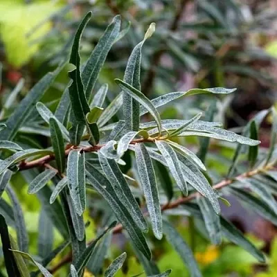 Облепиха АДАМ (МУЖСКАЯ) в Подольске