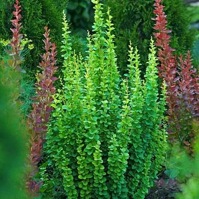 Барбарис ЭРЕКТА тунберга  Барбарис ЭРЕКТА тунберга в Подольске