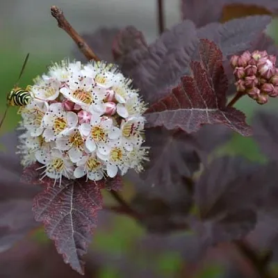 Пузыреплодник  Пузыреплодник в Подольске