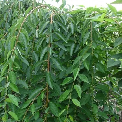 Черешня ПЕНДУЛА декоративная  Черешня ПЕНДУЛА декоративная в Подольске