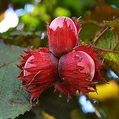 Фундук КРАСНЫЙ ЯНТАРЬ  Фундук КРАСНЫЙ ЯНТАРЬ в Подольске